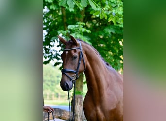 German Riding Horse, Mare, 4 years, 16.2 hh, Chestnut