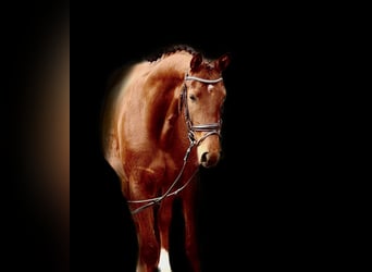German Riding Horse, Mare, 4 years, 16.2 hh, Chestnut