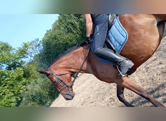 German Riding Horse, Mare, 4 years, 16.2 hh, Chestnut-Red