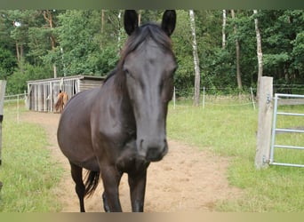 German Riding Horse, Mare, 4 years, 16,2 hh, Smoky-Black