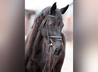 German Riding Horse, Mare, 4 years, 16.3 hh, Black