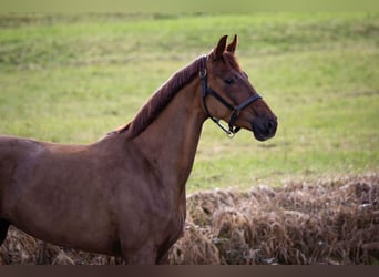 German Riding Horse, Mare, 4 years, 16 hh, Chestnut