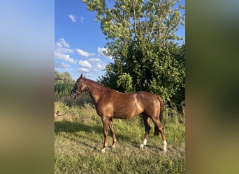 German Riding Horse, Mare, 4 years, 16 hh, Chestnut