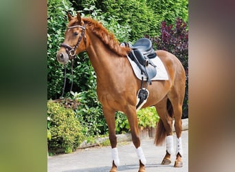 German Riding Horse, Mare, 4 years, 16 hh, Chestnut-Red