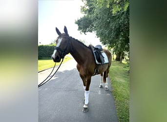 German Riding Horse, Mare, 4 years, 16 hh, Chestnut-Red