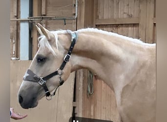 German Riding Horse, Mare, 4 years, 16 hh, Palomino
