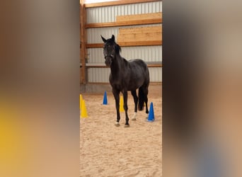 German Riding Horse, Mare, 4 years, 16,1 hh, Black