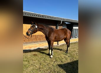 German Riding Horse, Mare, 4 years, 16,1 hh, Brown