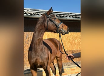 German Riding Horse, Mare, 4 years, 16,1 hh, Brown