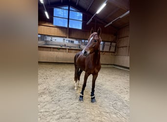 German Riding Horse, Mare, 4 years, 16,1 hh, Chestnut