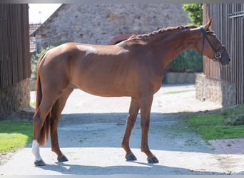 German Riding Horse, Mare, 4 years, 16,2 hh, Chestnut