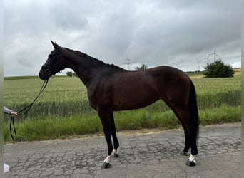 Deutsches Reitpferd, Stute, 4 Jahre, 17,1 hh, Dunkelbrauner