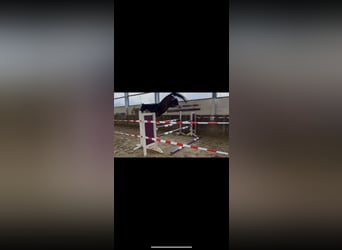 German Riding Horse, Mare, 4 years, 17 hh, Brown