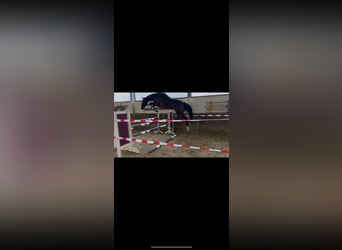 German Riding Horse, Mare, 4 years, 17 hh, Brown