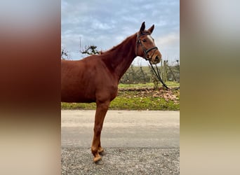 German Riding Horse, Mare, 4 years, 17,1 hh, Chestnut-Red