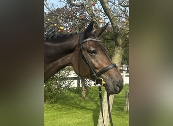 German Riding Horse, Mare, 4 years, Bay-Dark