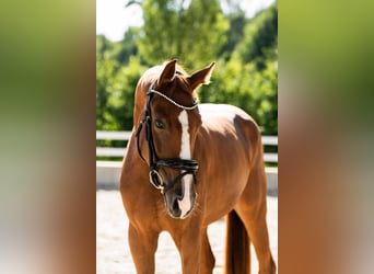 German Riding Horse, Mare, 4 years, Chestnut-Red