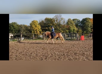 German Riding Horse, Mare, 4 years