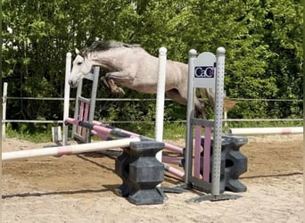 German Riding Horse Mix, Mare, 5 years, 14,3 hh, Roan-Blue