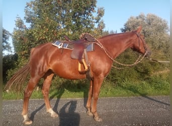 German Riding Horse, Mare, 5 years, 15.1 hh, Chestnut-Red