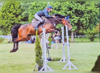German Riding Horse, Mare, 5 years, 15.2 hh, Brown