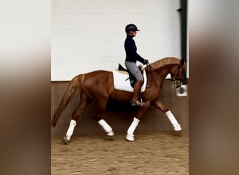 German Riding Horse, Mare, 5 years, 15.2 hh, Chestnut