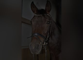 German Riding Horse, Mare, 5 years, 15.2 hh, Smoky-Black