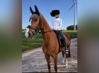German Riding Horse, Mare, 5 years, 15.3 hh, Chestnut-Red