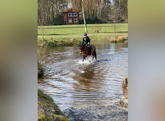 German Riding Horse, Mare, 5 years, 15 hh, Brown
