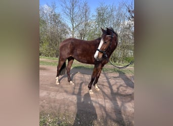 German Riding Horse Mix, Mare, 5 years, 15 hh, Chestnut