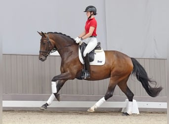 German Riding Horse, Mare, 5 years, 16.1 hh, Bay-Dark
