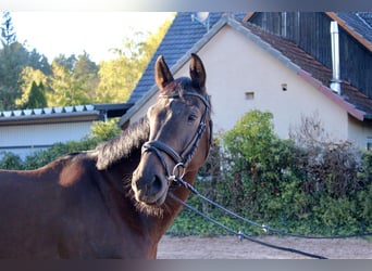 German Riding Horse, Mare, 5 years, 16.1 hh, Bay-Dark