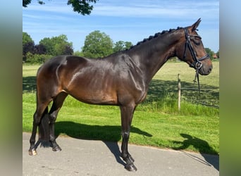 German Riding Horse, Mare, 5 years, 16.1 hh, Brown