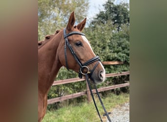 Deutsches Reitpferd, Stute, 5 Jahre, 16,1 hh, Fuchs