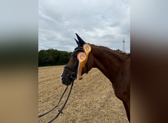 Deutsches Reitpferd, Stute, 5 Jahre, 16,1 hh, Fuchs