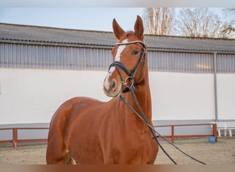 German Riding Horse, Mare, 5 years, 16.1 hh, Chestnut-Red