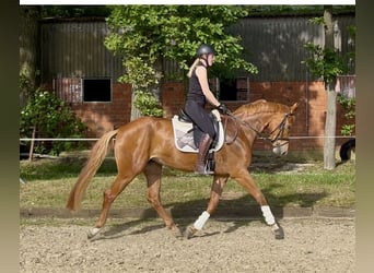 German Riding Horse, Mare, 5 years, 16.1 hh, Chestnut-Red