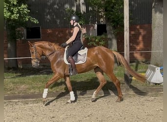 German Riding Horse, Mare, 5 years, 16.1 hh, Chestnut-Red