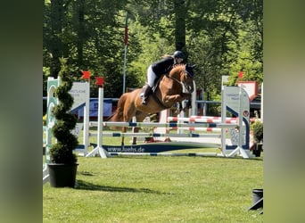 German Riding Horse, Mare, 5 years, 16,1 hh, Chestnut-Red