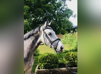 German Riding Horse, Mare, 5 years, 16.1 hh, Gray