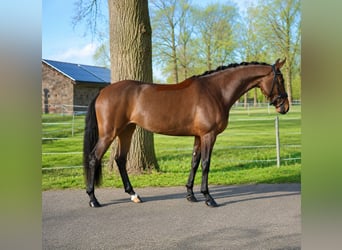 German Riding Horse, Mare, 5 years, 16.2 hh, Brown