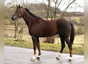 German Riding Horse, Mare, 5 years, 16.2 hh, Chestnut