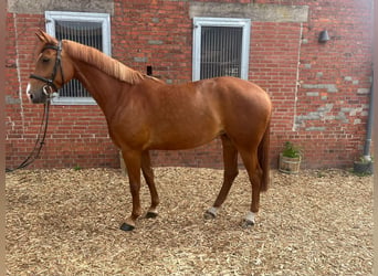 German Riding Horse, Mare, 5 years, 16.3 hh, Chestnut-Red