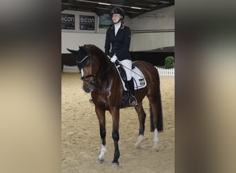 German Riding Horse, Mare, 5 years, 16 hh, Brown