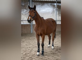 German Riding Horse, Mare, 5 years, 16 hh, Brown