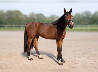German Riding Horse, Mare, 5 years, 16 hh, Brown