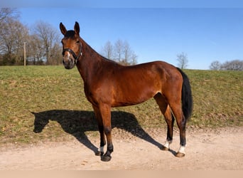 German Riding Horse, Mare, 5 years, 16 hh, Brown