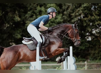 German Riding Horse, Mare, 5 years, 16 hh, Brown