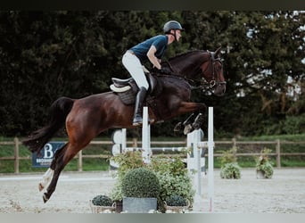 German Riding Horse, Mare, 5 years, 16 hh, Brown