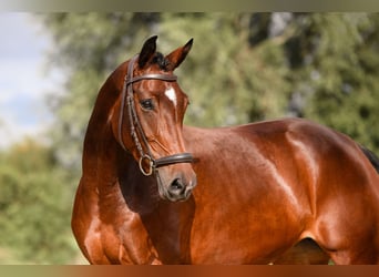 German Riding Horse, Mare, 5 years, 16 hh, Brown